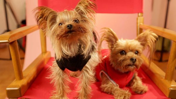 My Pet's Gone Viral - Episode 3