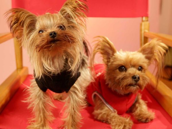 My Pet's Gone Viral - Episode 3