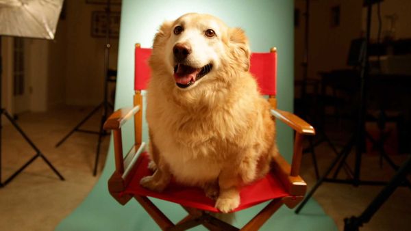 My Pet's Gone Viral - Episode 2