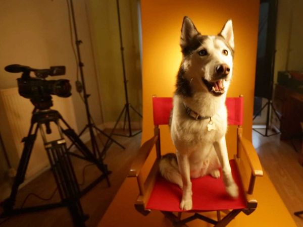 My Pet's Gone Viral - Episode 6