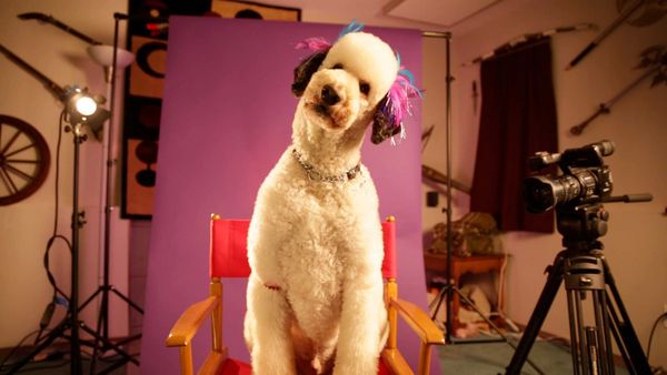 My Pet's Gone Viral - Episode 1
