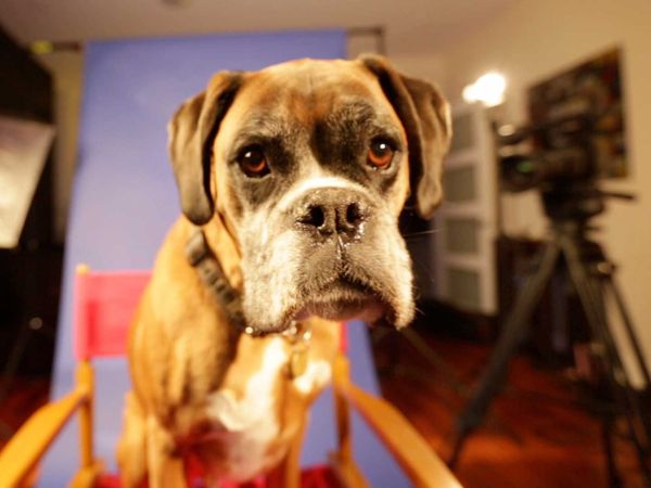 My Pet's Gone Viral - Episode 1