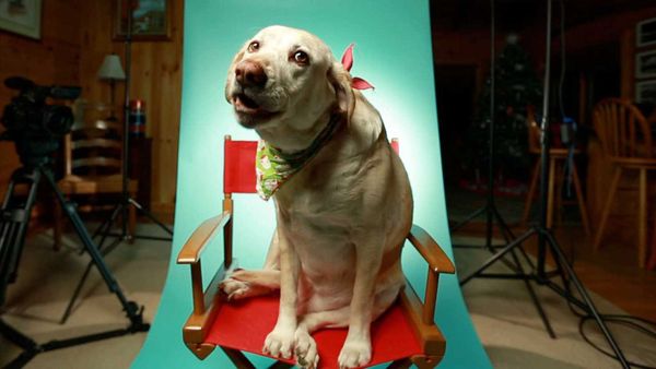 My Pet's Gone Viral - Episode 8