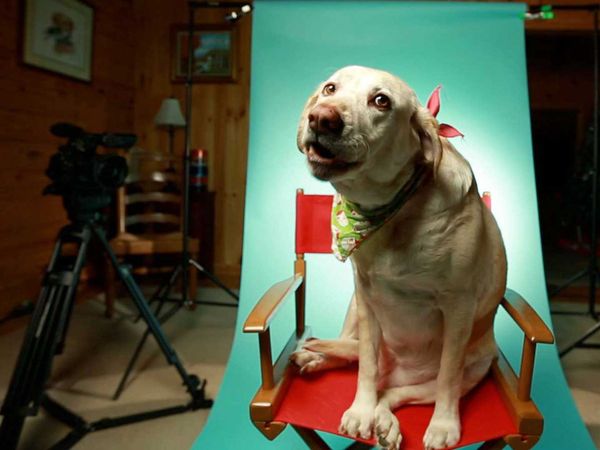 My Pet's Gone Viral - Episode 8