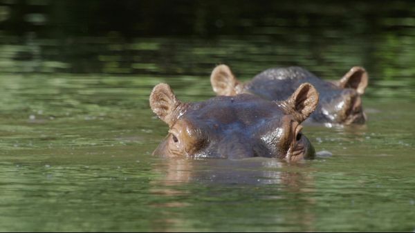 Going Wild With Brian Keating - Tanzania