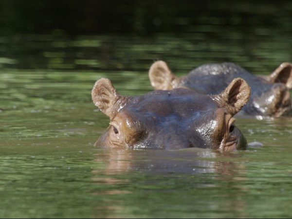 Going Wild With Brian Keating - Tanzania