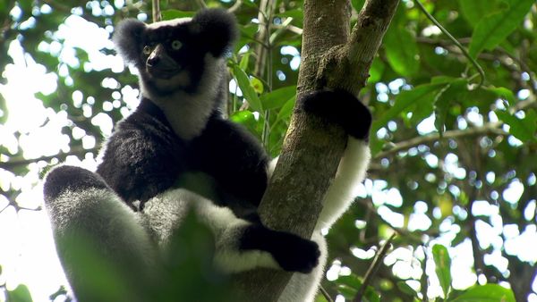 Going Wild With Brian Keating - Madagascar