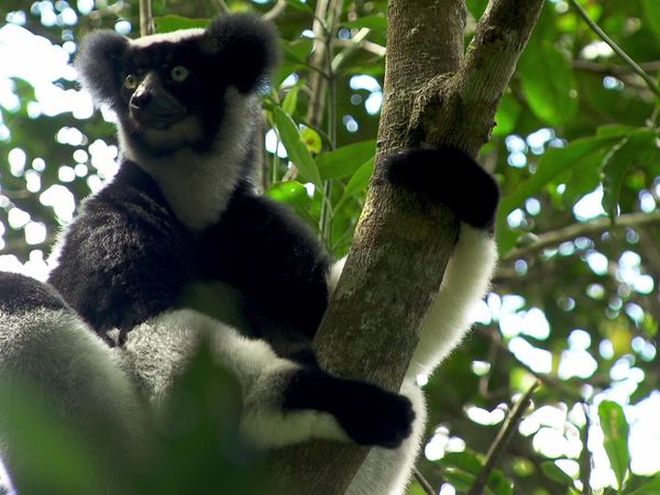 Going Wild With Brian Keating - Madagascar