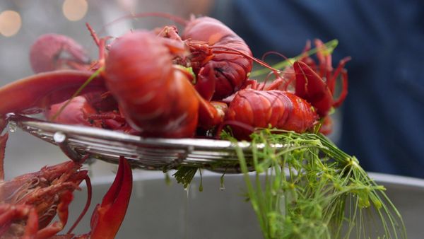 Tareq Taylor's Nordic Cookery - West Sweden