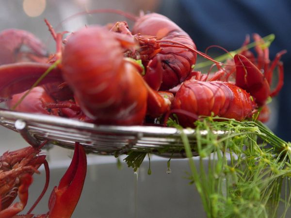Tareq Taylor's Nordic Cookery - West Sweden