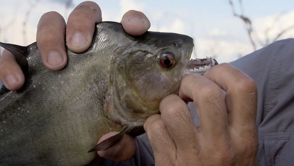 Fluss-Monster - Der Piranha