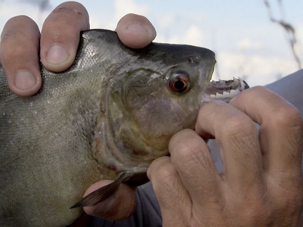 Fluss-Monster - Der Piranha