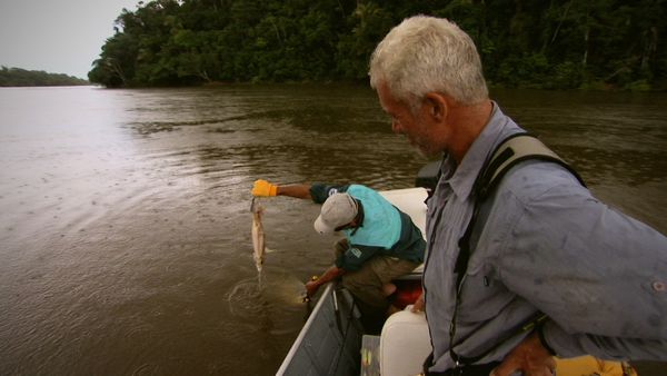 Fluss-Monster - Auf der Suche nach dem Killer-Wels