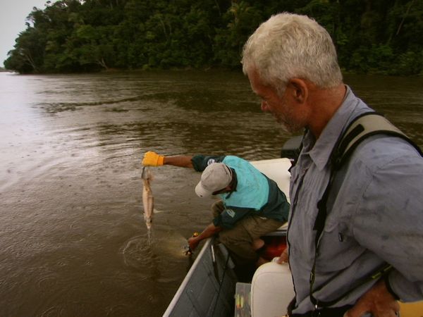 Fluss-Monster - Auf der Suche nach dem Killer-Wels