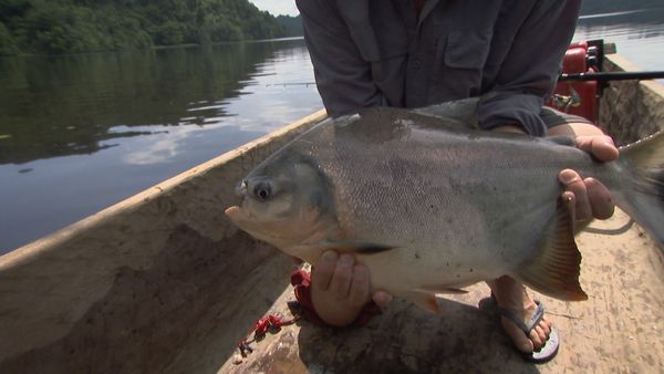 Fluss-Monster - Der rote Pacu