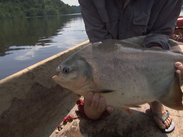 Fluss-Monster - Der rote Pacu