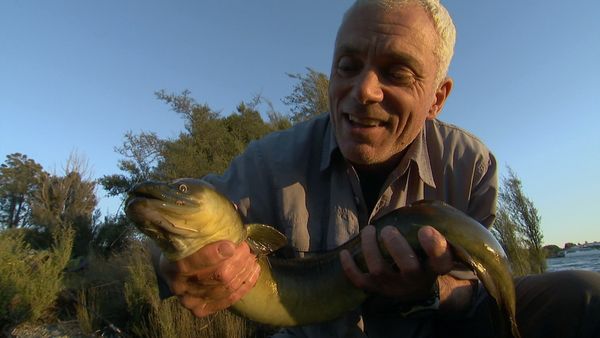 Fluss-Monster - Der Neuseeland-Aal