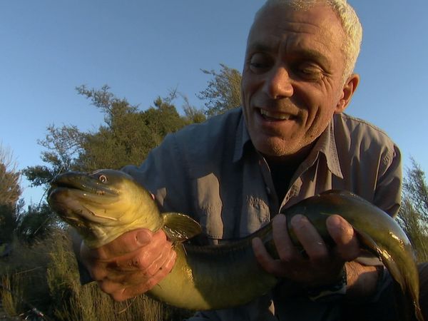 Fluss-Monster - Der Neuseeland-Aal