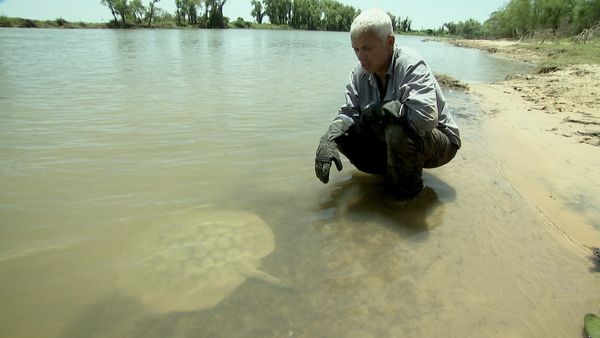 Fluss-Monster - Der argentinische Süßwasserstechrochen