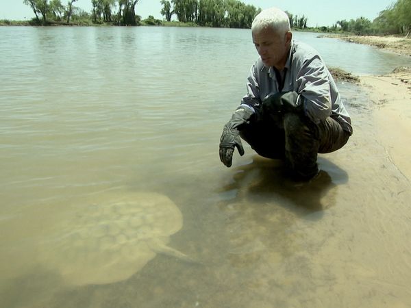 Fluss-Monster - Der argentinische Süßwasserstechrochen