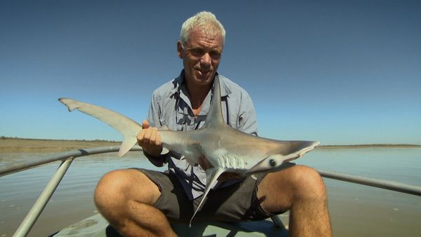 Fluss-Monster - Der australische Flusshai