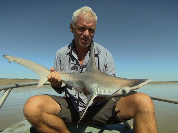 Fluss-Monster - Der australische Flusshai
