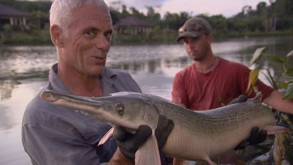 Fluss-Monster - Der gemeine Hubschrauberwels