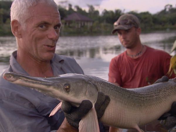Fluss-Monster - Der gemeine Hubschrauberwels