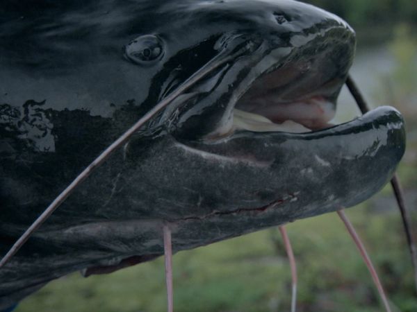 Fluss-Monster - Der Mutantenfisch von Tschernobyl