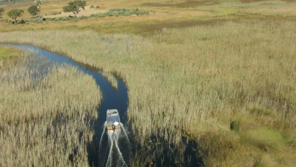 Fluss-Monster - Die Rückkehr zum afrikanischen Tigersalmler
