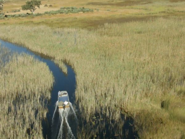 Fluss-Monster - Die Rückkehr zum afrikanischen Tigersalmler
