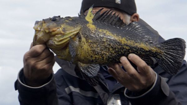 Fluss-Monster - Der Pazifische Heilbutt