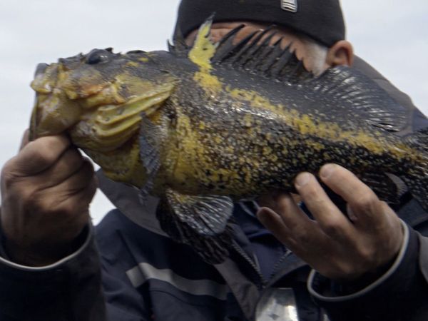 Fluss-Monster - Der Pazifische Heilbutt