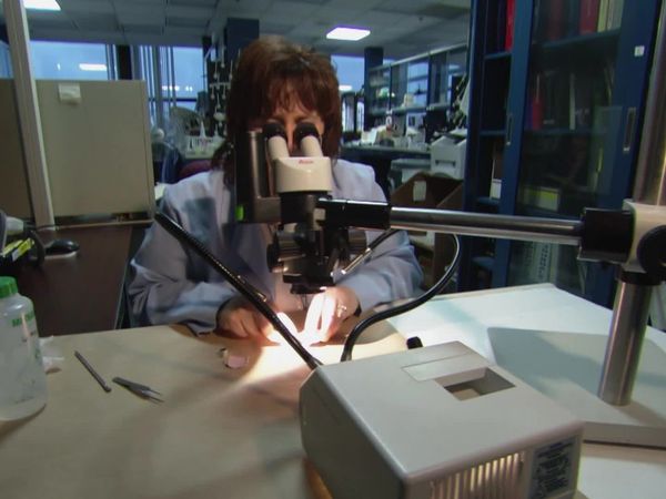Detetives Médicos - Dólares e Sentido