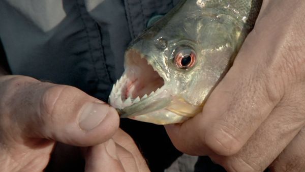 Fluss-Monster - Tödlicher Angriff am Rio Yata