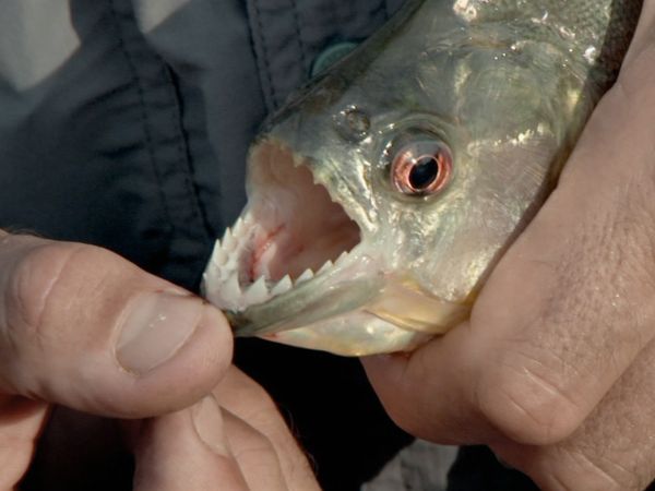 Fluss-Monster - Tödlicher Angriff am Rio Yata