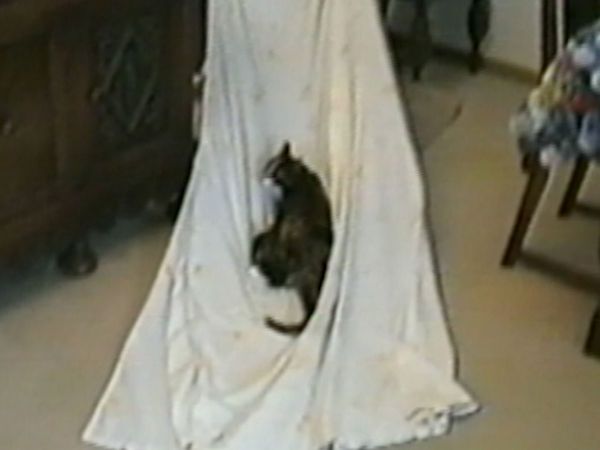 Funniest Pets & People - Whoops!
