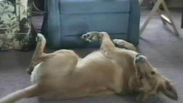 Funniest Pets & People - Normal is boring