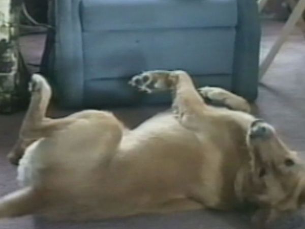 Funniest Pets & People - Normal is boring