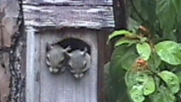 Funniest Pets & People - Wet and wild
