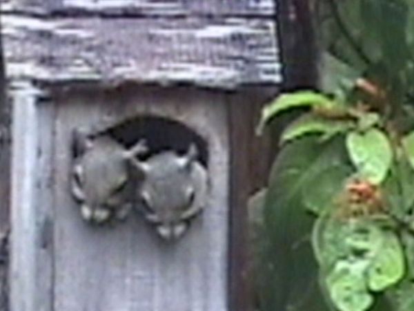 Funniest Pets & People - Wet and wild