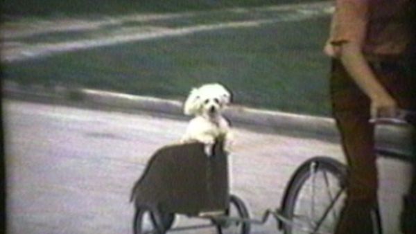 Funniest Pets & People - Things you don't see everyday