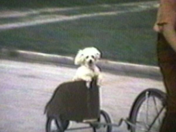 Funniest Pets & People - Things you don't see everyday