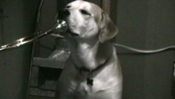 Funniest Pets & People - Just for laughs