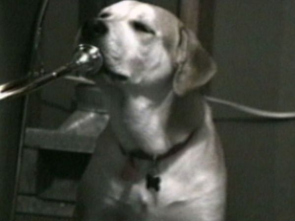 Funniest Pets & People - Just for laughs
