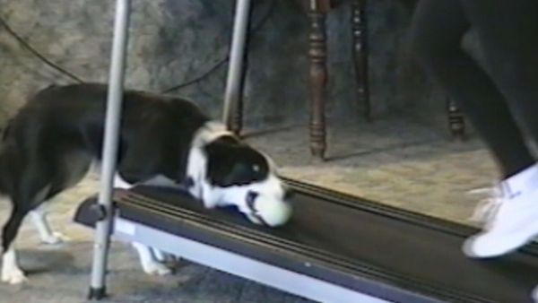 Funniest Pets & People - Yummy!