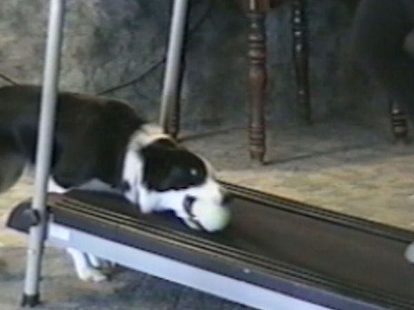 Funniest Pets & People - Yummy!