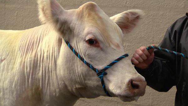 The Liquidator - Show me the Moo-la