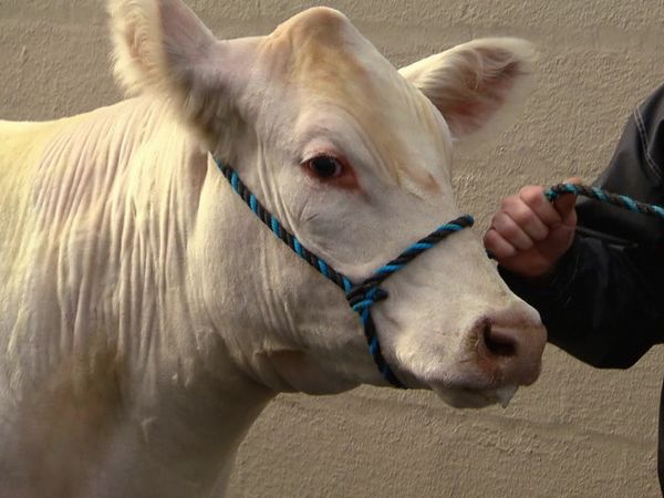 The Liquidator - Show me the Moo-la