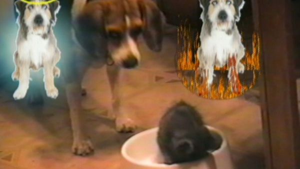 Funniest Pets & People - Household helpers